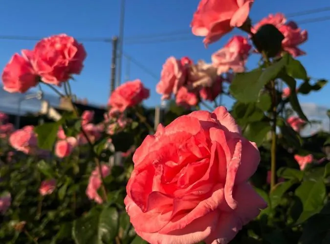 Maison Cabotte فندق